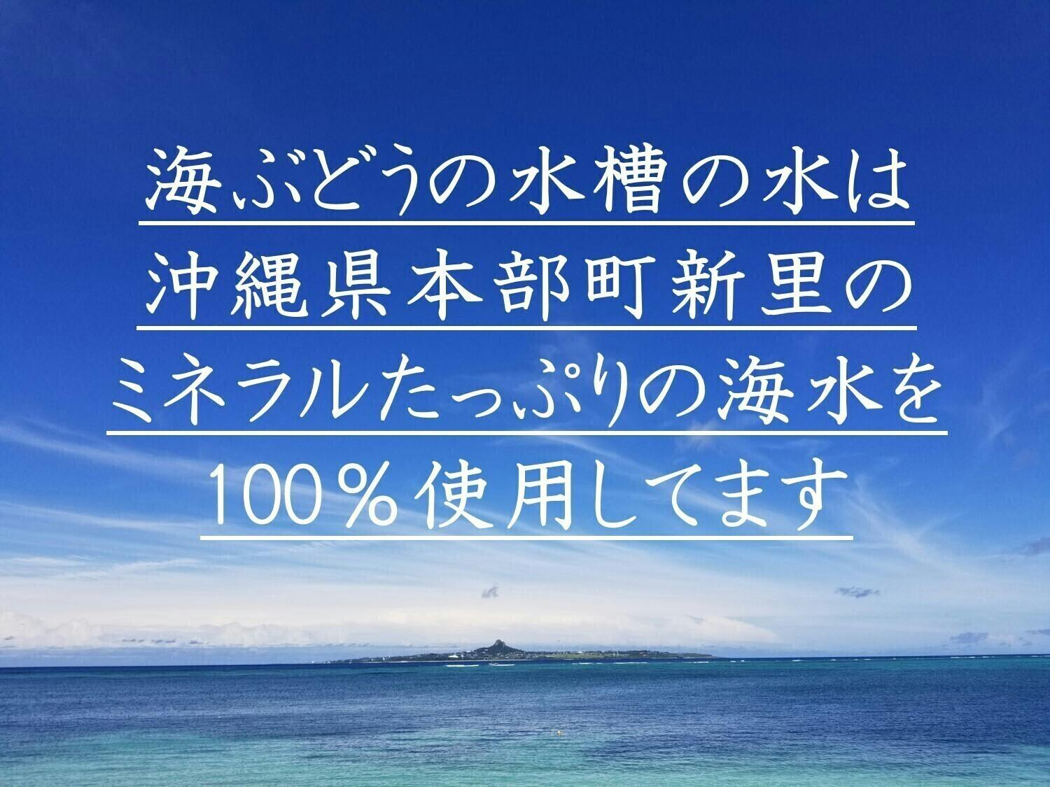 お守り水字貝人気の為個追加します Campfire キャンプファイヤー お守り水字貝人気の為個追加します Campfire キャンプファイヤー