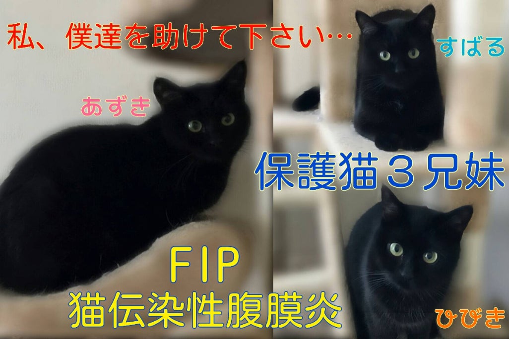 猫伝染性腹膜炎(FIP)を発症した保護猫３兄妹を助けたいです - CAMPFIRE 