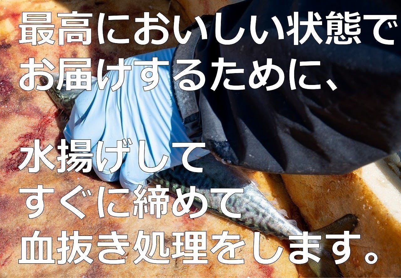 梅で育ったうめぇサバ こりゃ うめぇサバ を 今 食べてほしい Campfire キャンプファイヤー 梅で育ったうめぇサバ こりゃ うめぇサバ を 今 食べてほしい Campfire キャンプファイヤー