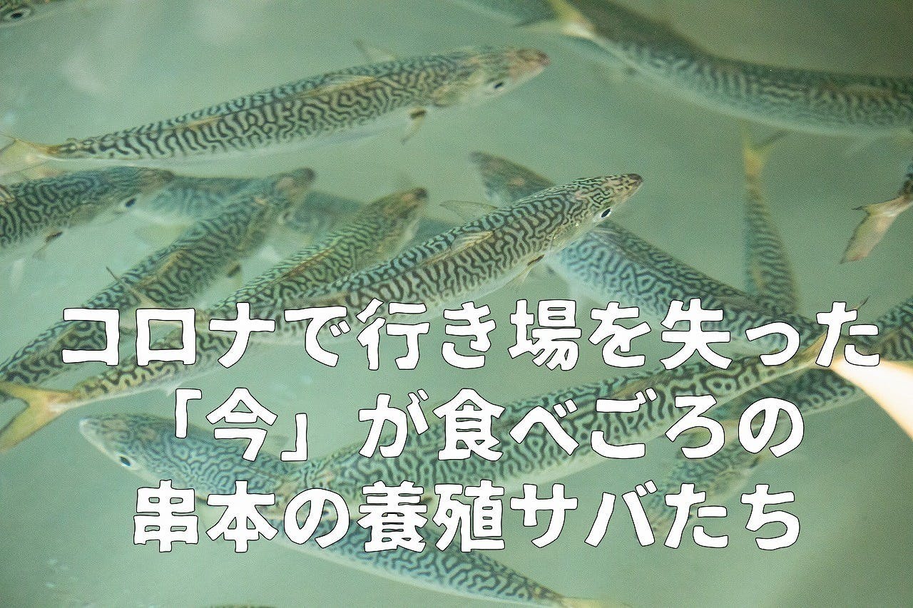 梅で育ったうめぇサバ こりゃ うめぇサバ を 今 食べてほしい Campfire キャンプファイヤー 梅で育ったうめぇサバ こりゃ うめぇサバ を 今 食べてほしい Campfire キャンプファイヤー