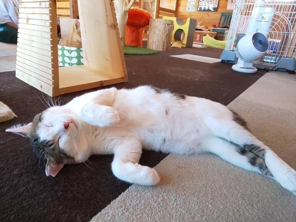 コロナウイルスの影響で売り上げ激減 ねこ達を助けてください Campfire キャンプファイヤー コロナウイルスの影響で売り上げ激減 ねこ達を助けてください Campfire キャンプファイヤー