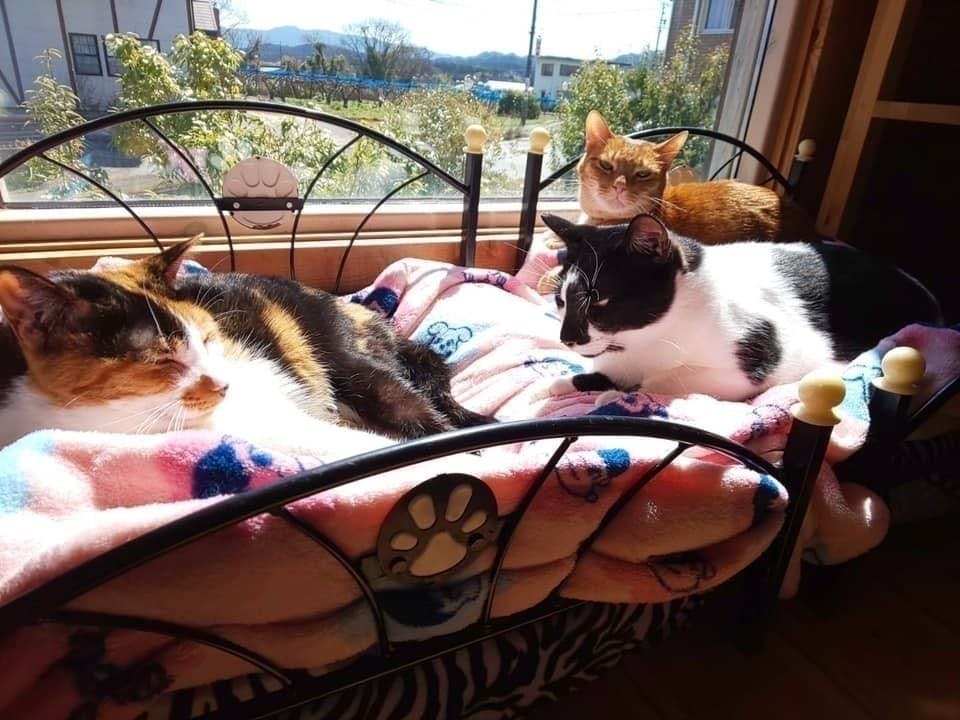 コロナウイルスの影響で売り上げ激減 ねこ達を助けてください Campfire キャンプファイヤー コロナウイルスの影響で売り上げ激減 ねこ達を助けてください Campfire キャンプファイヤー