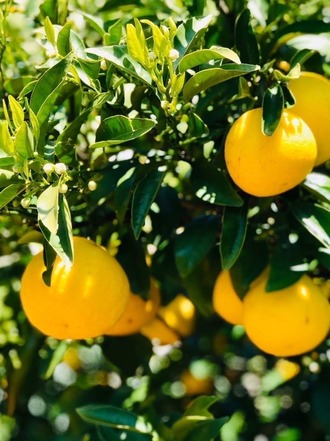 3番目のメイン画像