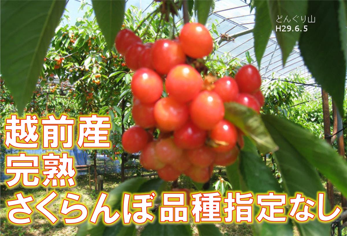 さくらんぼ観光農園の産直販売の支援とコロナ終息後の福井の観光を盛り上げよう Campfire キャンプファイヤー さくらんぼ観光農園の産直販売の支援とコロナ終息後の福井の観光を盛り上げよう Campfire キャンプファイヤー