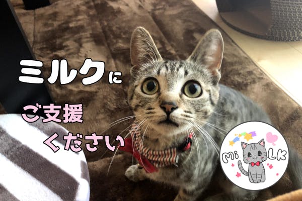 心房中隔欠損症と診断された 飼い猫 ミルク にご支援ください Campfire キャンプファイヤー