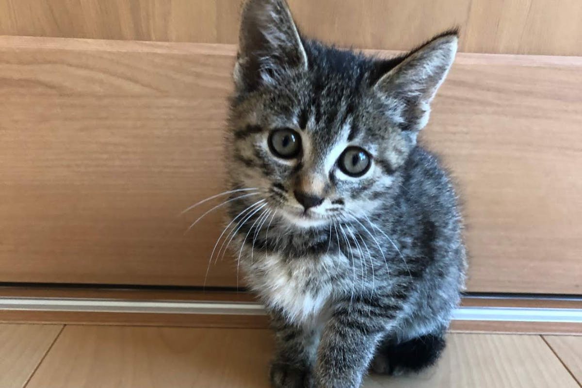 心房中隔欠損症と診断された、飼い猫「ミルク」にご支援ください - CAMPFIRE (キャンプファイヤー) 心房中隔欠損症と診断された、飼い猫「ミルク」にご支援ください - CAMPFIRE (キャンプファイヤー)