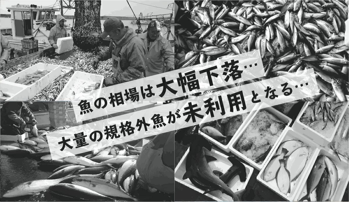 もったいない を おいしい に 九州の新鮮なお魚をあなたのおうちへ Campfire キャンプファイヤー もったいない を おいしい に 九州の新鮮なお魚をあなたのおうちへ Campfire キャンプファイヤー