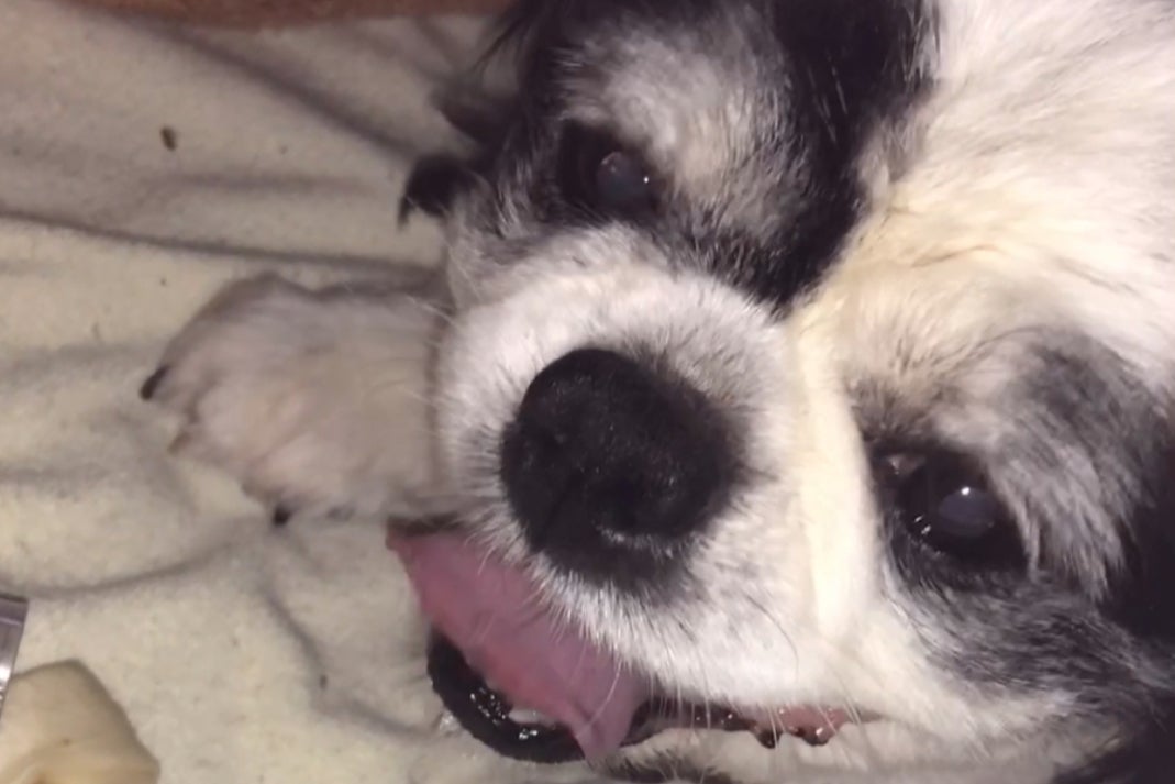 愛犬を助けてください Campfire キャンプファイヤー