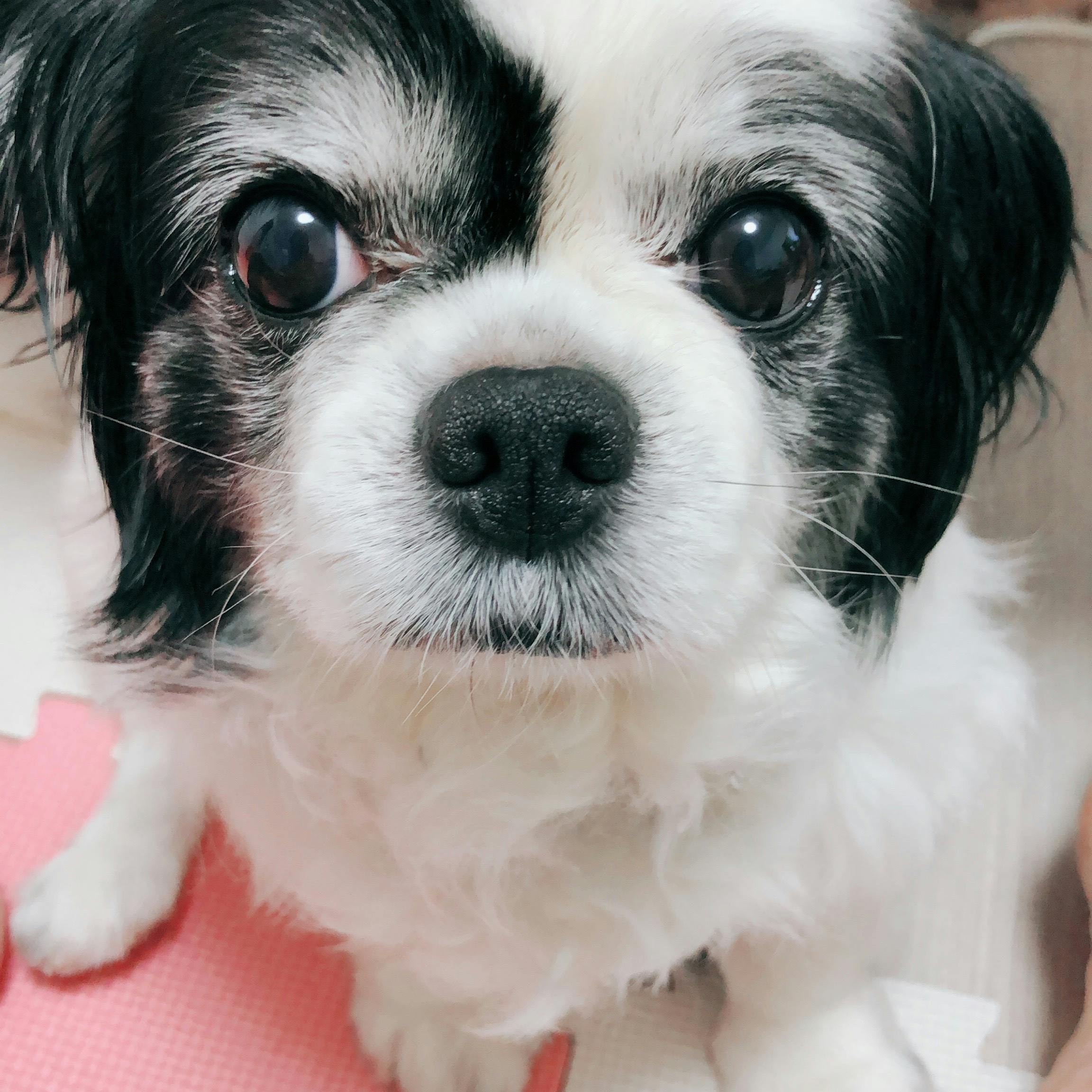 愛犬を助けてください Campfire キャンプファイヤー 愛犬を助けてください Campfire キャンプファイヤー