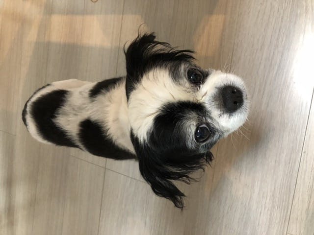 愛犬を助けてください Campfire キャンプファイヤー 愛犬を助けてください Campfire キャンプファイヤー