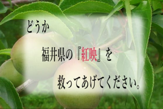 福井県産希少な青梅『紅映』とおうちで楽しめるお母さんの特別レシピが