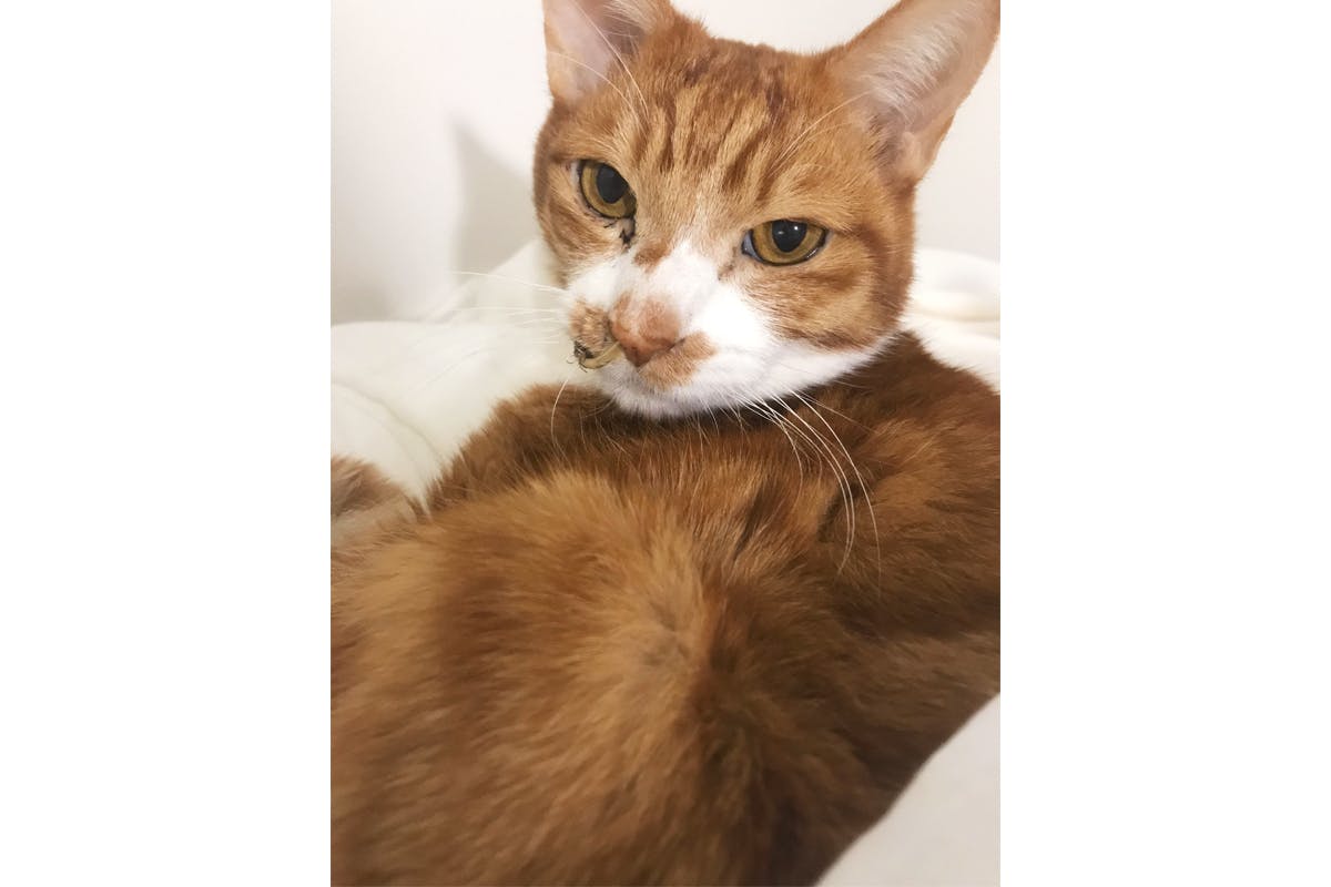 お願いします 小茶猫 こちゃねこ を助けたいです お力を貸してください Campfire キャンプファイヤー お願いします 小茶猫 こちゃねこ を助けたいです お力を貸してください Campfire キャンプファイヤー