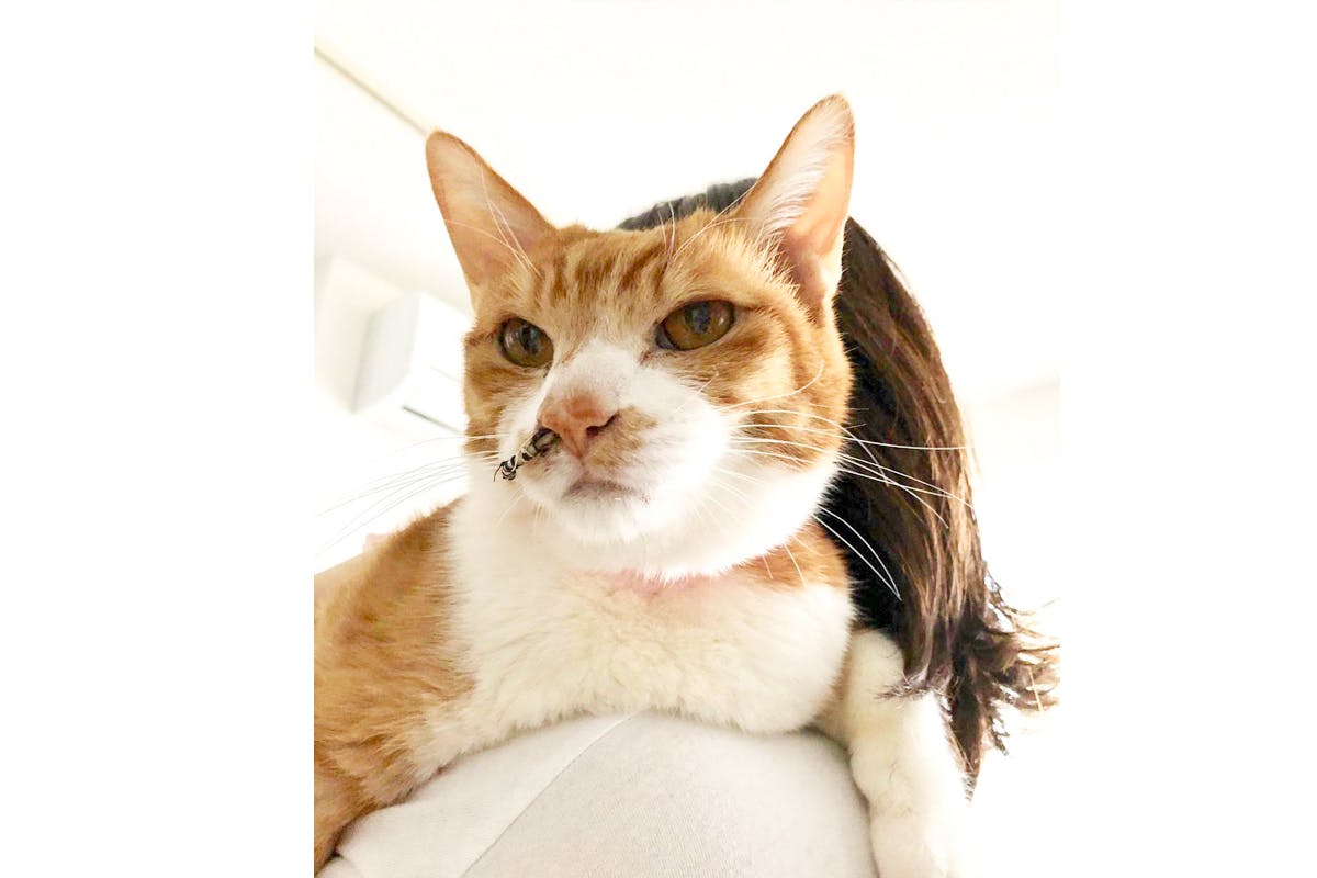お願いします 小茶猫 こちゃねこ を助けたいです お力を貸してください Campfire キャンプファイヤー お願いします 小茶猫 こちゃねこ を助けたいです お力を貸してください Campfire キャンプファイヤー