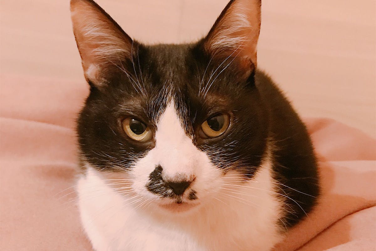 助けてください 猫伝染性腹膜炎 Fip の治療費ご協力のお願いです Campfire キャンプファイヤー 助けてください 猫伝染性腹膜炎 Fip の治療費ご協力のお願いです Campfire キャンプファイヤー