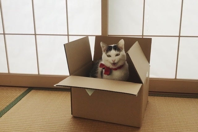 猫伝染性腹膜炎(FIP)の治療費ご協力のお願い - CAMPFIRE (キャンプ 
