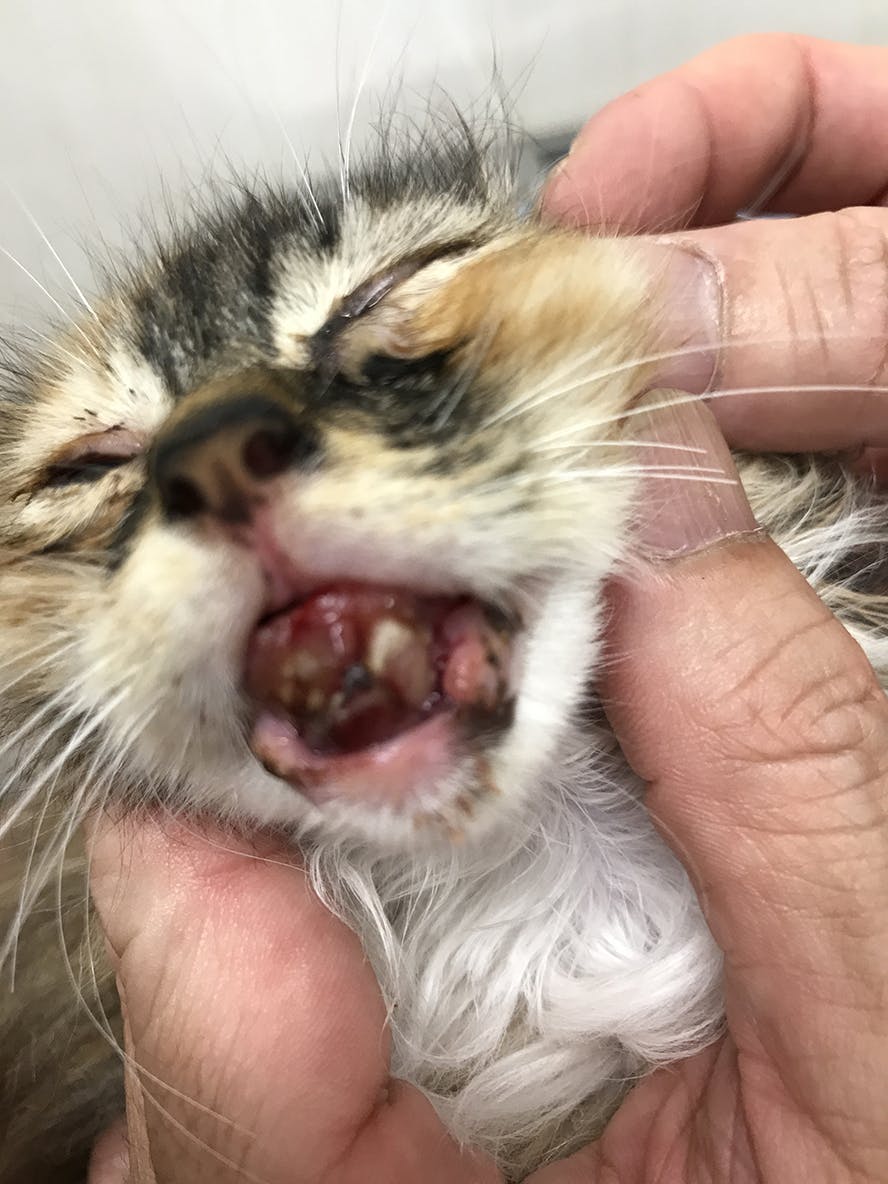 ケガをした生後1ヶ月の野良猫ミーちゃんを救いたい 治療費のご支援をお願いします Campfire キャンプファイヤー