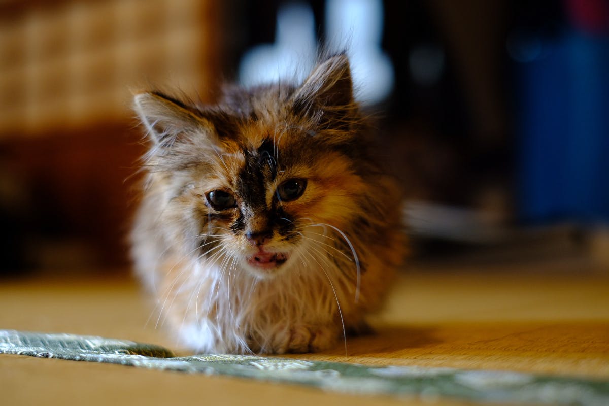 ケガをした生後1ヶ月の野良猫ミーちゃんを救いたい 治療費のご支援をお願いします Campfire キャンプファイヤー