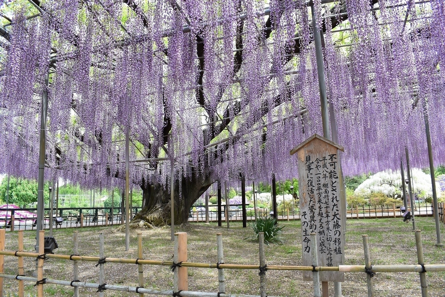 栃木のお土産で仮想旅行をしてみませんか - CAMPFIRE (キャンプファイヤー)