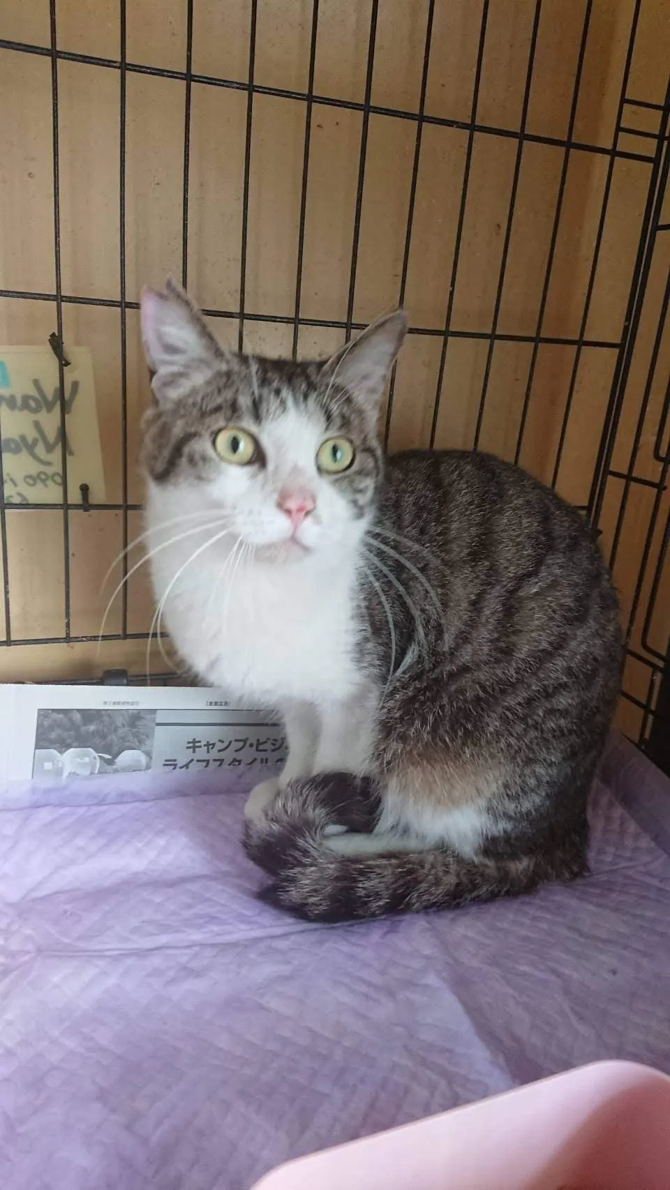 2番目のメイン画像