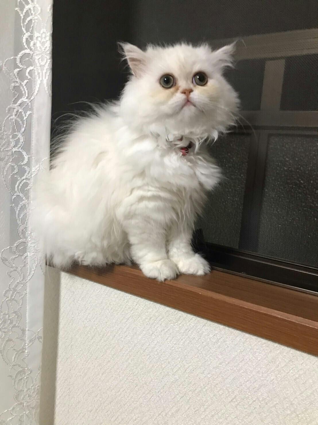 ヴァニラのFIP（猫伝染性腹膜炎）治療費にご協力ください！ - CAMPFIRE 