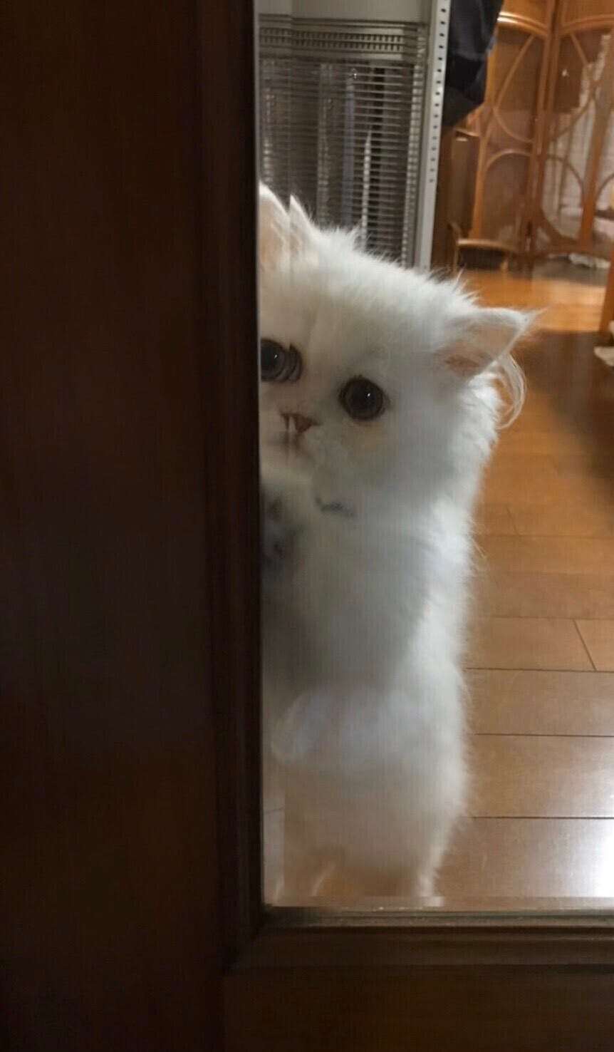 ヴァニラのFIP（猫伝染性腹膜炎）治療費にご協力ください！ - CAMPFIRE 