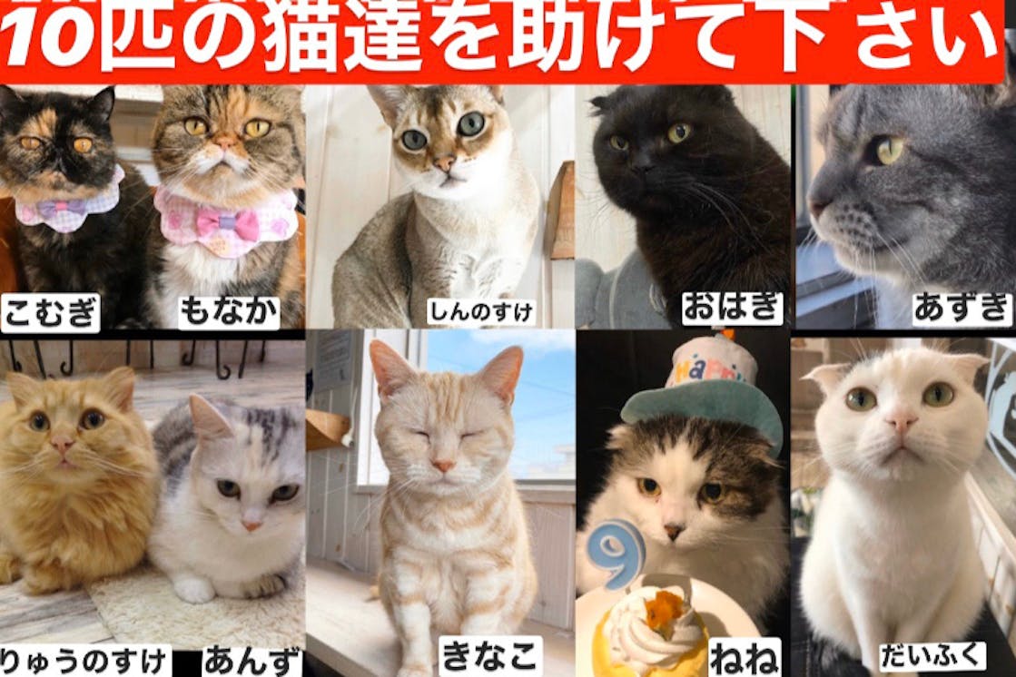 猫カフェ猫と木 継続支援のお願い Campfire キャンプファイヤー 猫カフェ猫と木 継続支援のお願い Campfire キャンプファイヤー