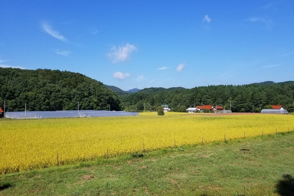 八幡高原四季民宿で醸すフルーティーシュワシュワ古来健康酒を応援 Campfire キャンプファイヤー 八幡高原四季民宿で醸すフルーティーシュワシュワ古来健康酒を応援 Campfire キャンプファイヤー