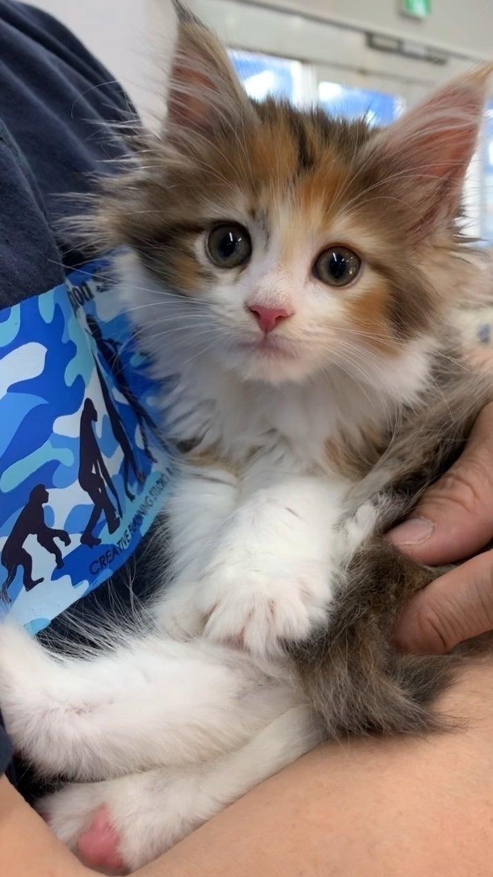 2番目のメイン画像