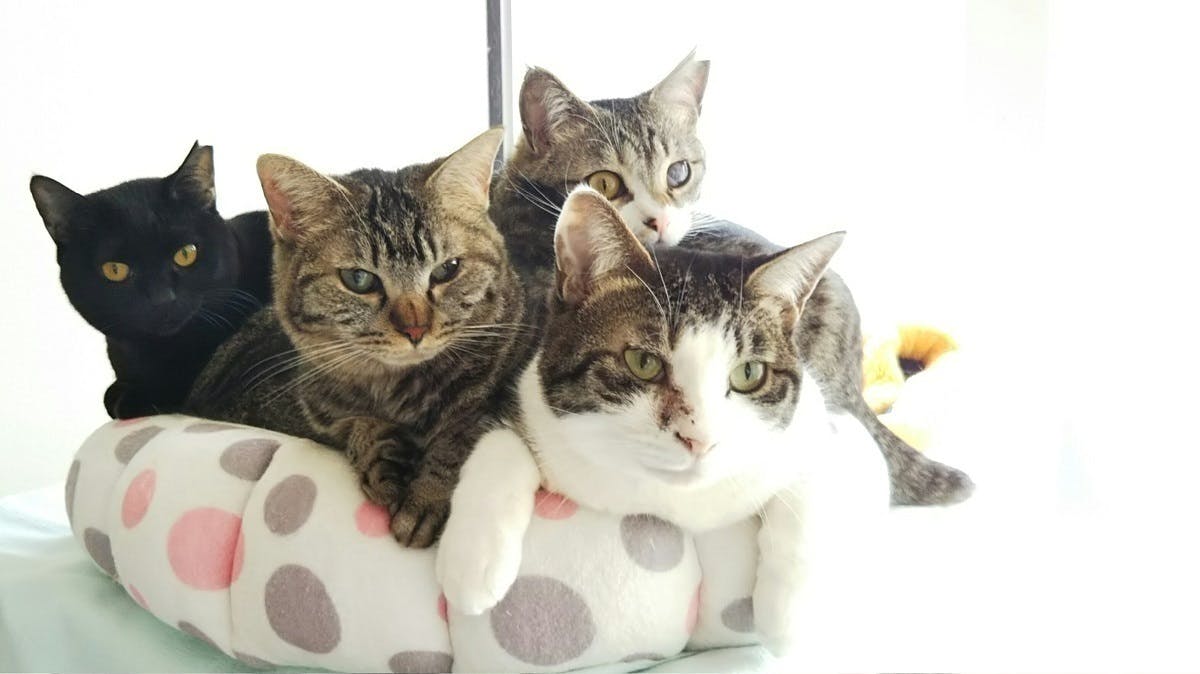 コロナ禍で保護猫カフェが閉店 残された猫達の安住の地を信州に作ります Campfire キャンプファイヤー コロナ禍で保護猫カフェが閉店 残された猫達の安住の地を信州に作ります Campfire キャンプファイヤー