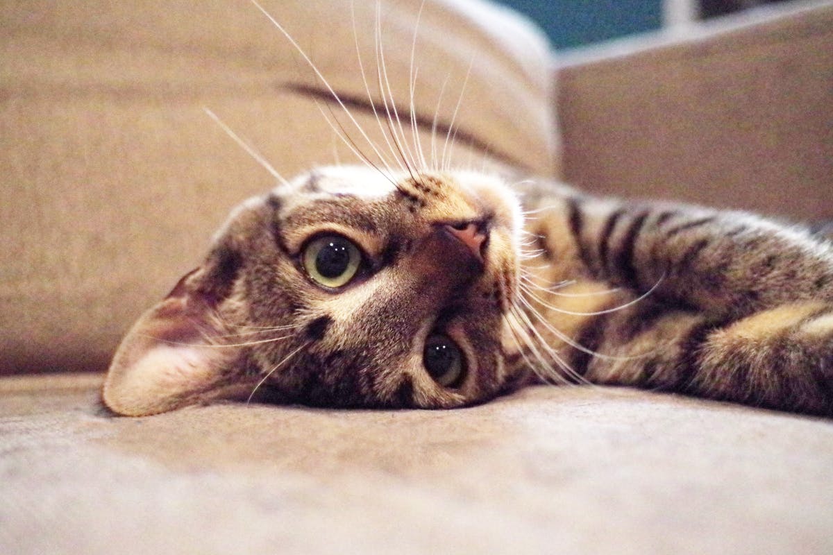 Fip 猫伝染性腹膜炎 元ノラの子猫 小虎 ことら の命を救いたい Campfire キャンプファイヤー Fip 猫伝染性腹膜炎 元ノラの子猫 小虎 ことら の命を救いたい Campfire キャンプファイヤー
