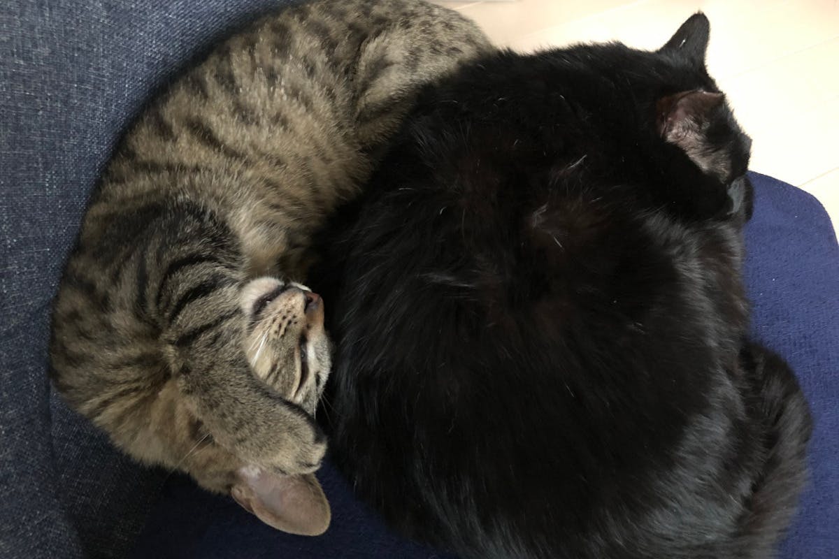 Fip 猫伝染性腹膜炎 元ノラの子猫 小虎 ことら の命を救いたい Campfire キャンプファイヤー Fip 猫伝染性腹膜炎 元ノラの子猫 小虎 ことら の命を救いたい Campfire キャンプファイヤー