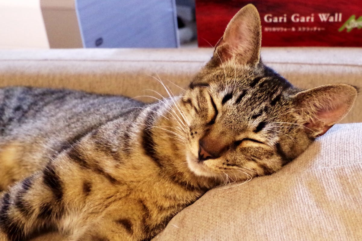 Fip 猫伝染性腹膜炎 元ノラの子猫 小虎 ことら の命を救いたい Campfire キャンプファイヤー Fip 猫伝染性腹膜炎 元ノラの子猫 小虎 ことら の命を救いたい Campfire キャンプファイヤー