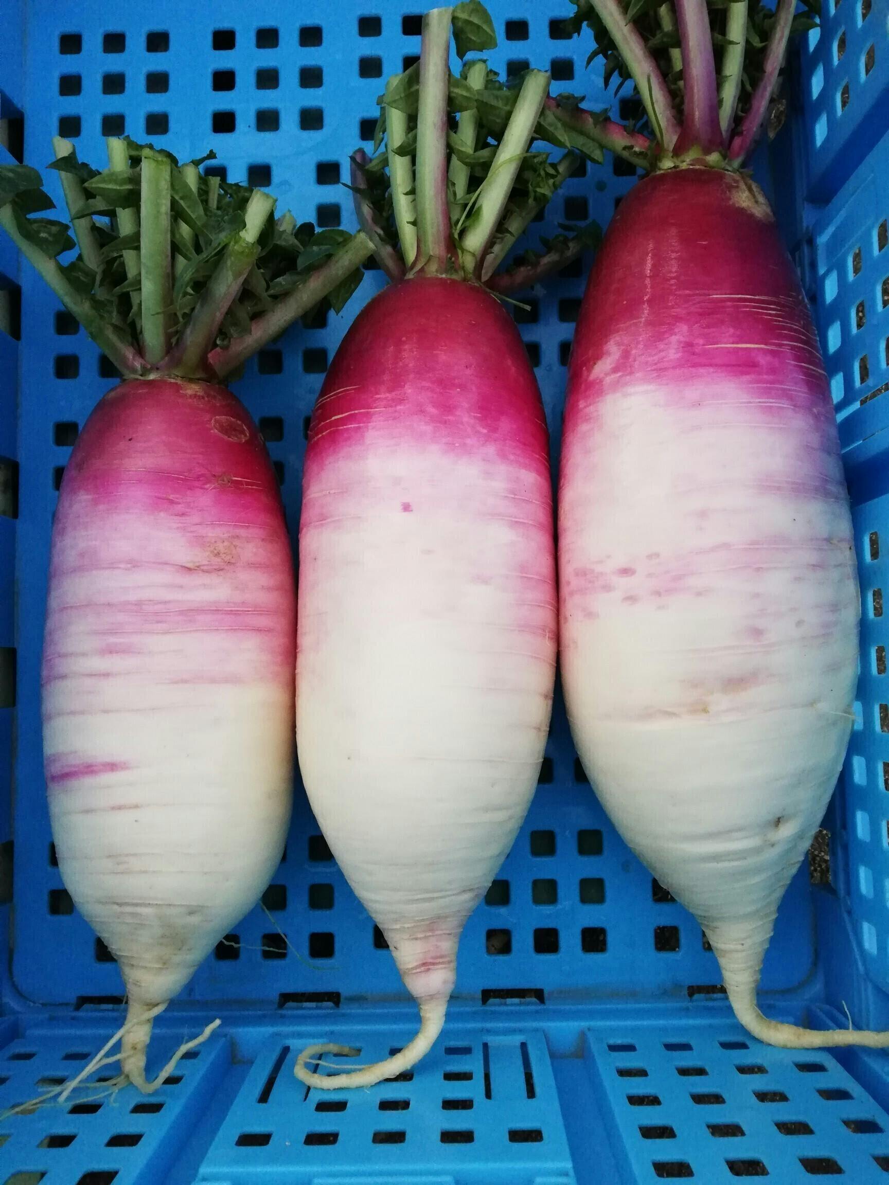 イタリア野菜のキッチン圃場を整備 Campfire キャンプファイヤー イタリア野菜のキッチン圃場を整備 Campfire キャンプファイヤー