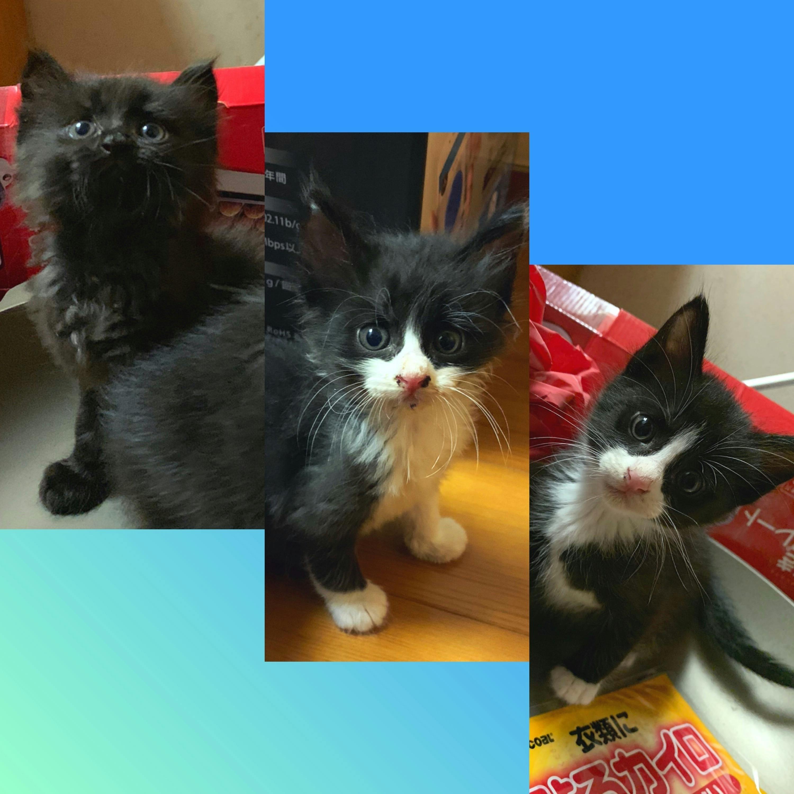 保護した子猫3匹 小さな命を救いたいです 医療費 手術代 Campfire キャンプファイヤー 保護した子猫3匹 小さな命を救いたいです 医療費 手術代 Campfire キャンプファイヤー