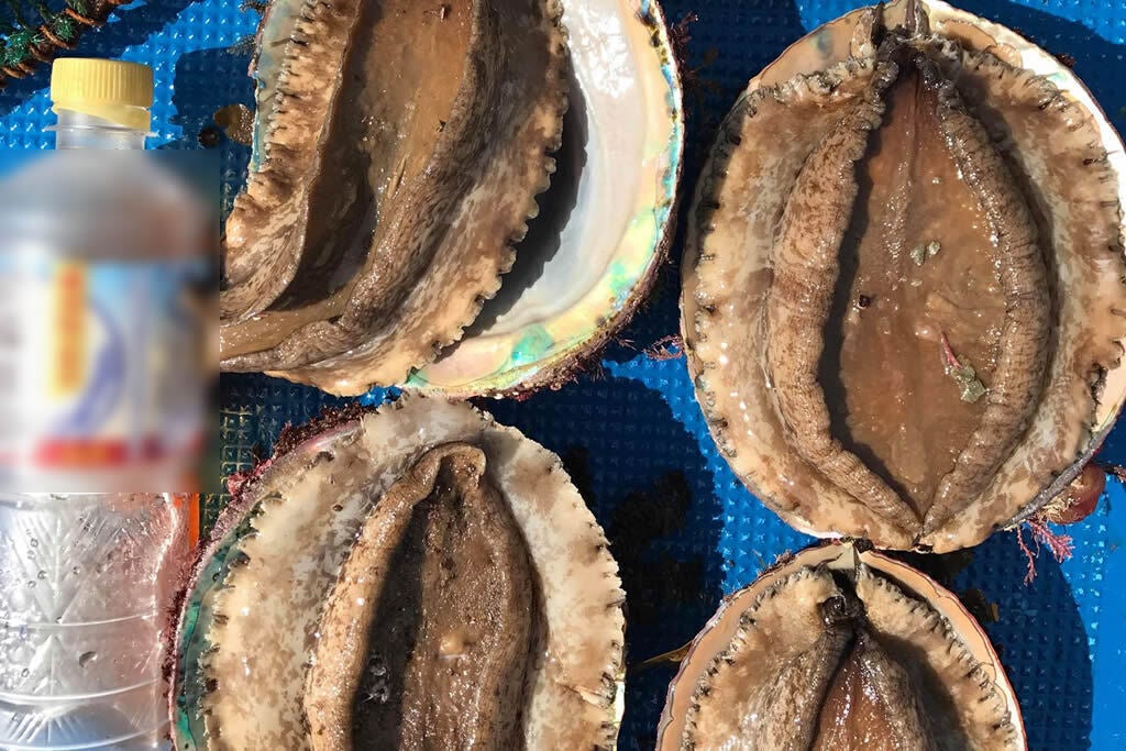 隠岐諸島の新鮮なサザエ・幻のアワビをお届けしたい！隠岐の美味しい