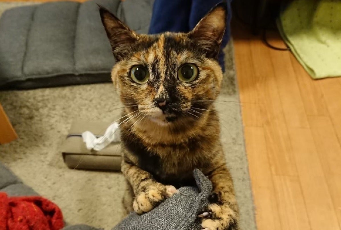 2番目のメイン画像