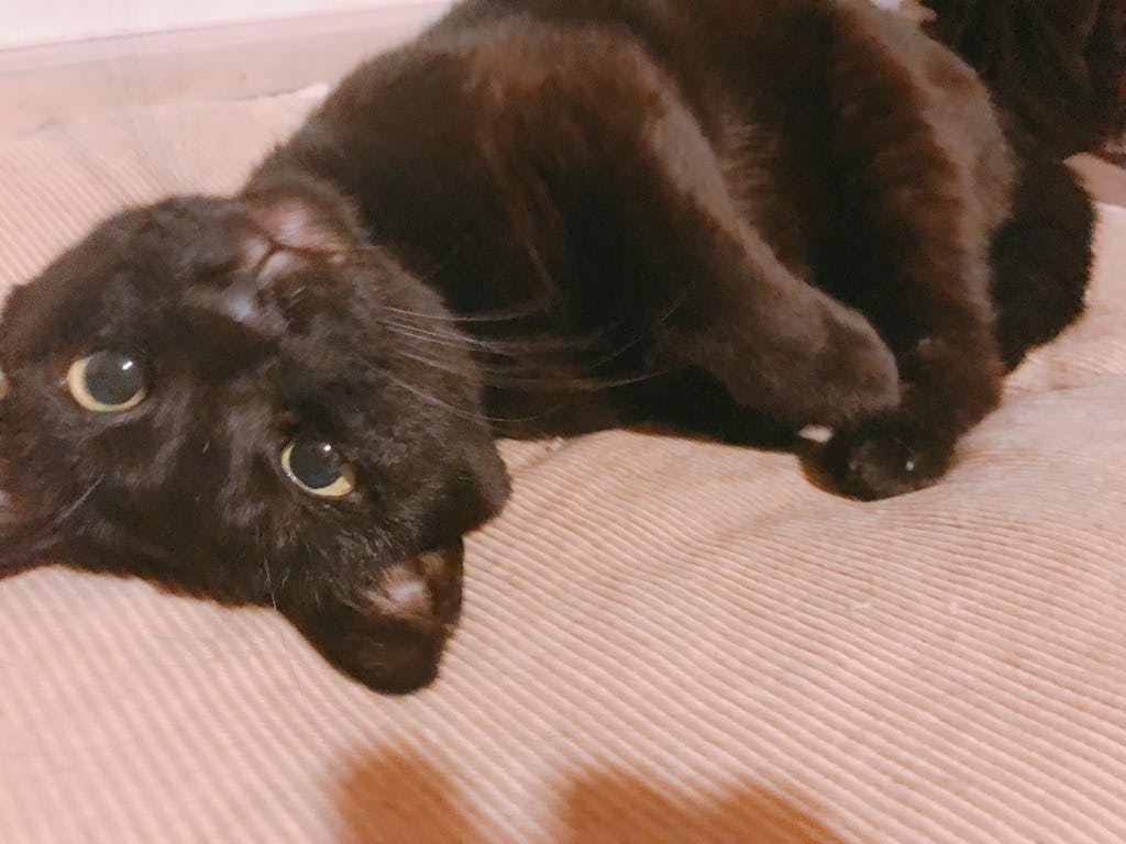 怪我をした黒猫を保護したら猫エイズキャリアで腎不全になりかかっています Campfire キャンプファイヤー 怪我をした黒猫を保護したら猫エイズキャリアで腎不全になりかかっています Campfire キャンプファイヤー