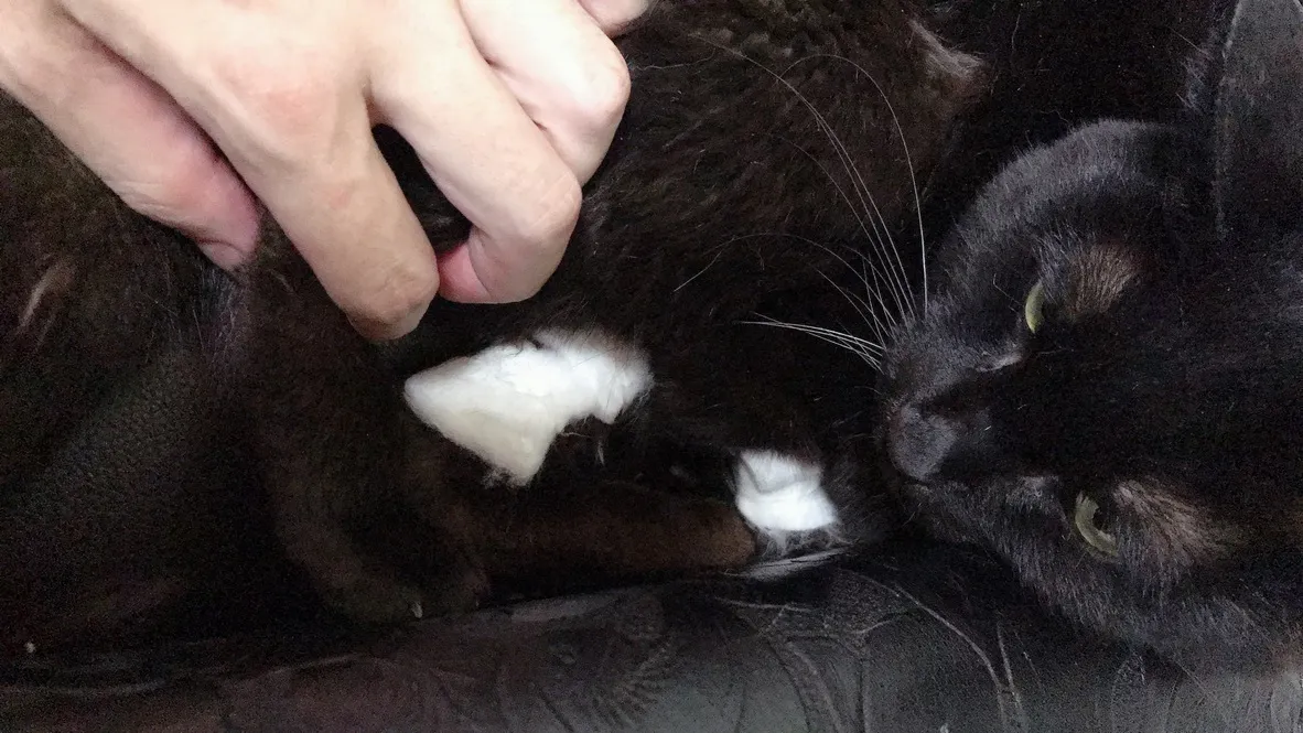 怪我をした黒猫を保護したら猫エイズキャリアで腎不全になりかかっています Campfire キャンプファイヤー 怪我をした黒猫を保護したら猫エイズキャリアで腎不全になりかかっています Campfire キャンプファイヤー