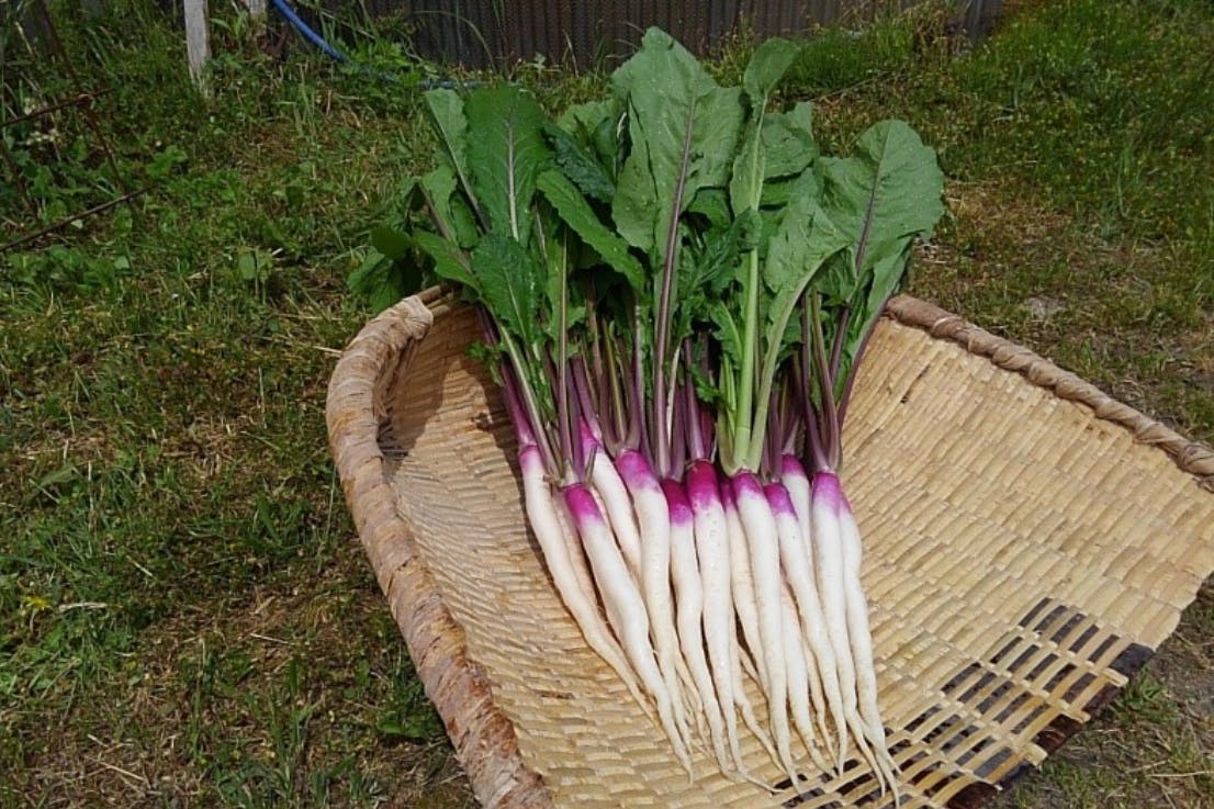 550年以上続く滋賀県の伝統野菜 日野菜 ひのな の魅力を伝えたい Campfire キャンプファイヤー