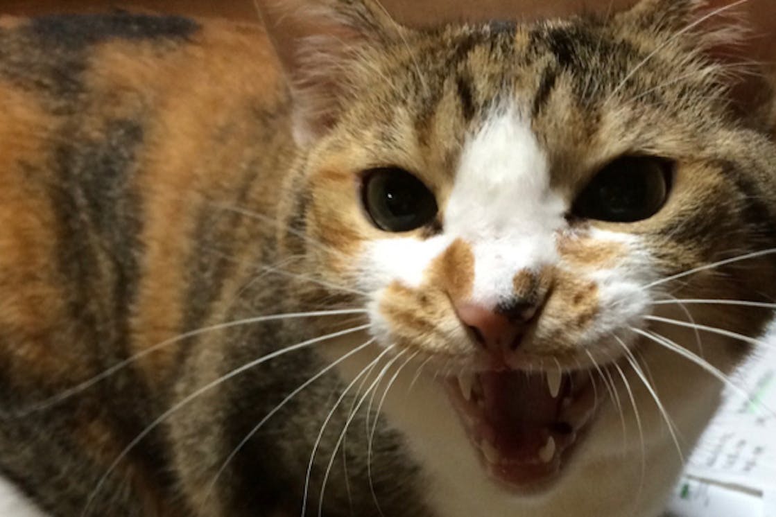 なんとか繋ぎ止めた命 悪性リンパ腫のリンにどうか支援をお願いします Campfire キャンプファイヤー なんとか繋ぎ止めた命 悪性リンパ腫のリンにどうか支援をお願いします Campfire キャンプファイヤー