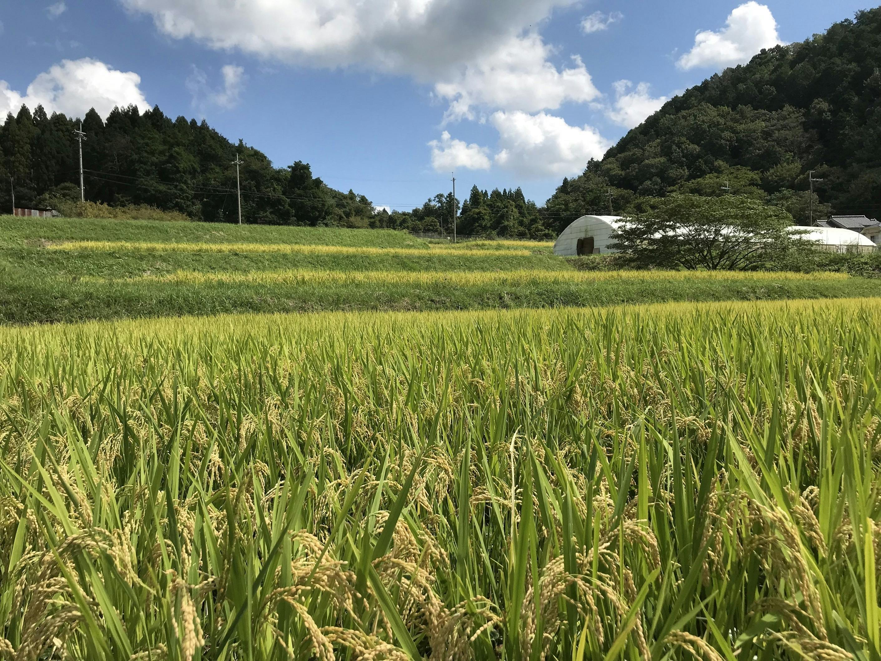 能勢のお米 - 食品