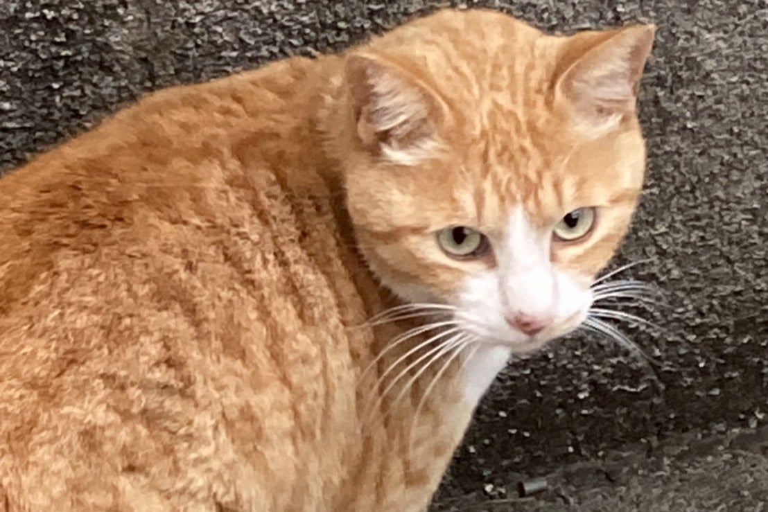 尿毒症で死にかけた地域猫のシトニャンを飼い続けたい - CAMPFIRE