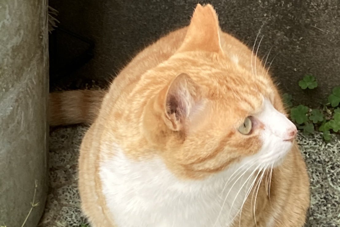 尿毒症で死にかけた地域猫のシトニャンを飼い続けたい - CAMPFIRE