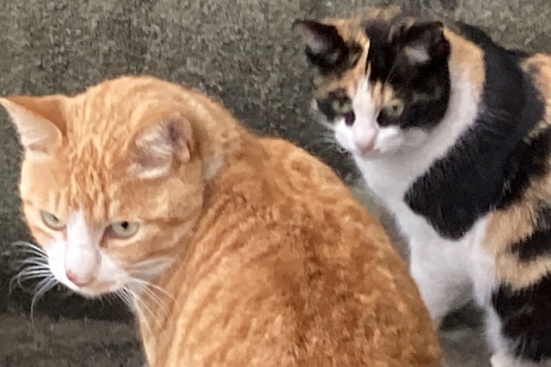 尿毒症で死にかけた地域猫のシトニャンを飼い続けたい - CAMPFIRE