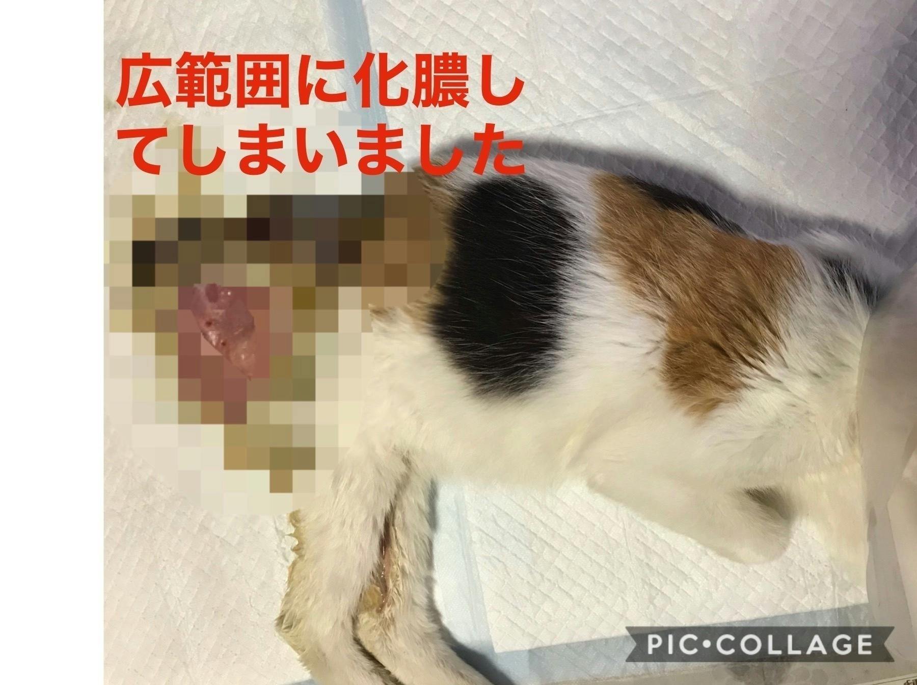 交通事故で骨盤骨折し皮膚が壊死した保護猫を助けて下さい Campfire キャンプファイヤー 交通事故で骨盤骨折し皮膚が壊死した保護猫を助けて下さい Campfire キャンプファイヤー