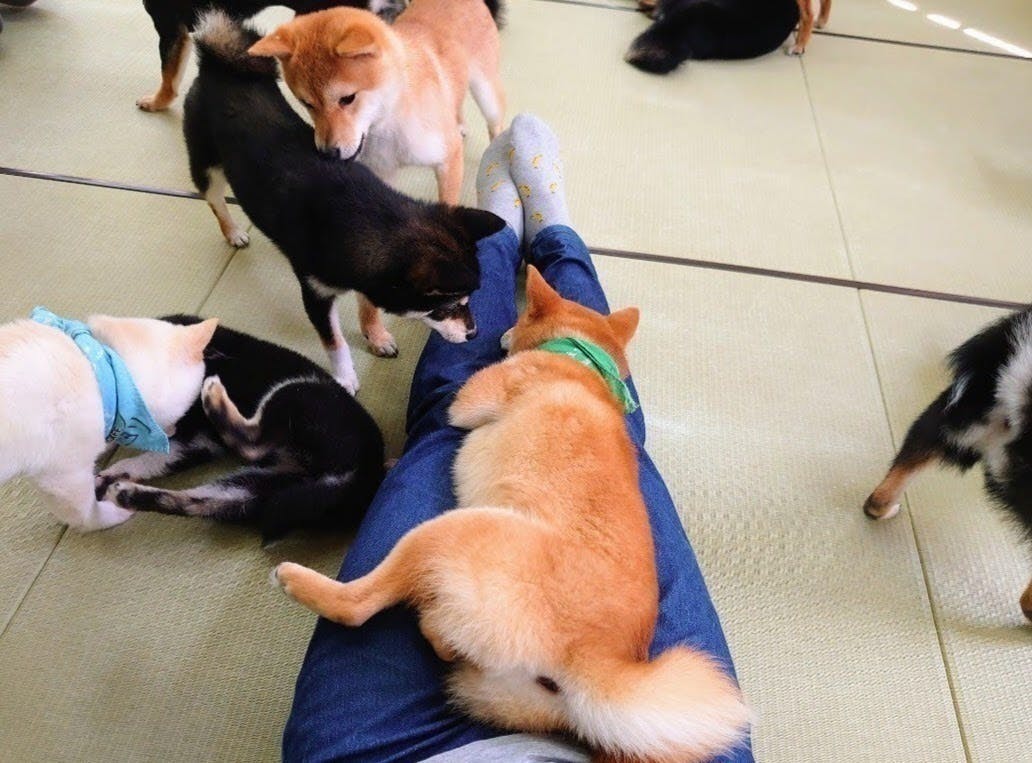 世界最小の柴犬 小豆柴たちにご協力お願いします Campfire キャンプファイヤー 世界最小の柴犬 小豆柴たちにご協力お願いします Campfire キャンプファイヤー