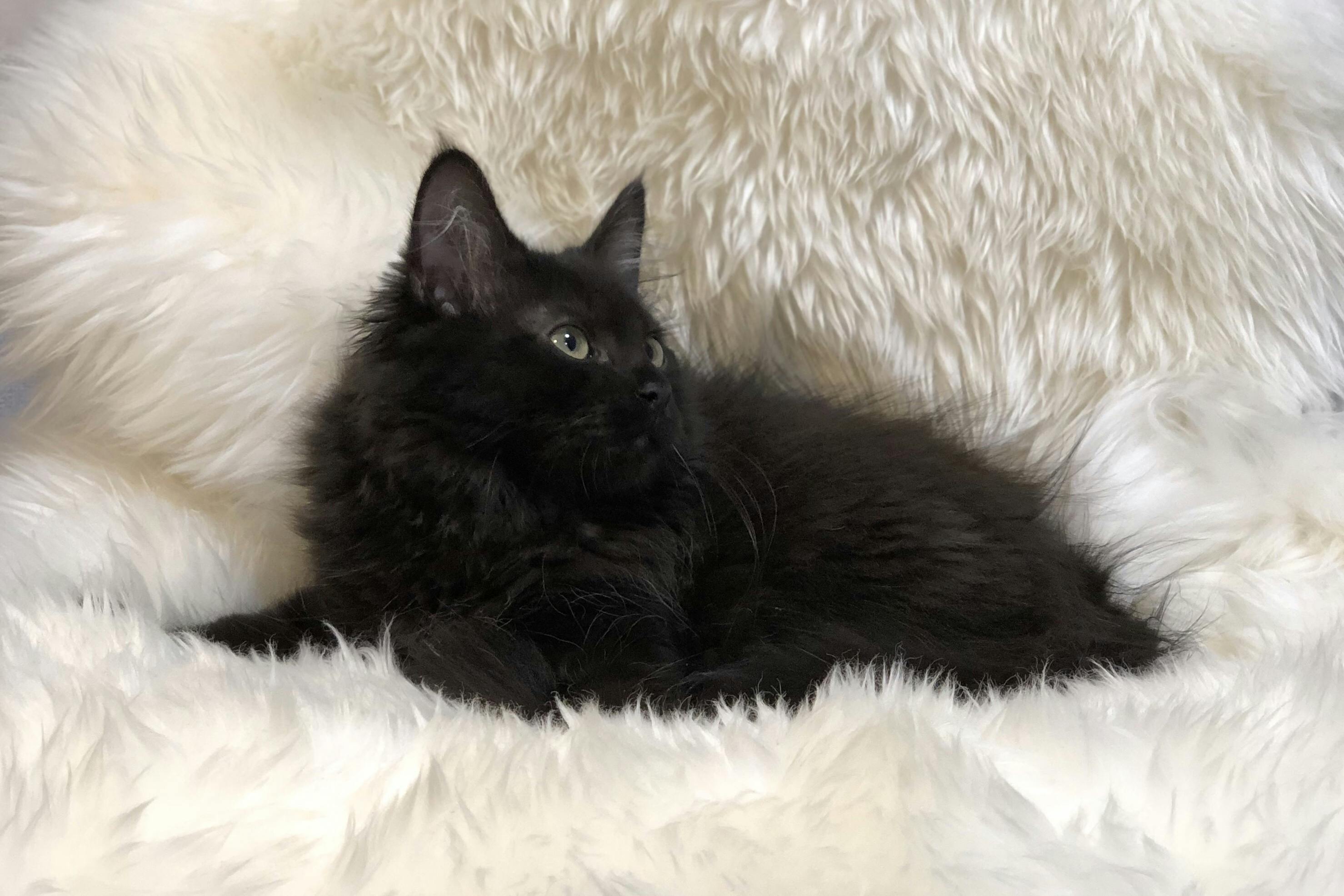 絶対に諦めたくない 致死率99 の猫伝染性腹膜炎 Fip から救いたい Campfire キャンプファイヤー 絶対に諦めたくない 致死率99 の猫伝染性腹膜炎 Fip から救いたい Campfire キャンプファイヤー