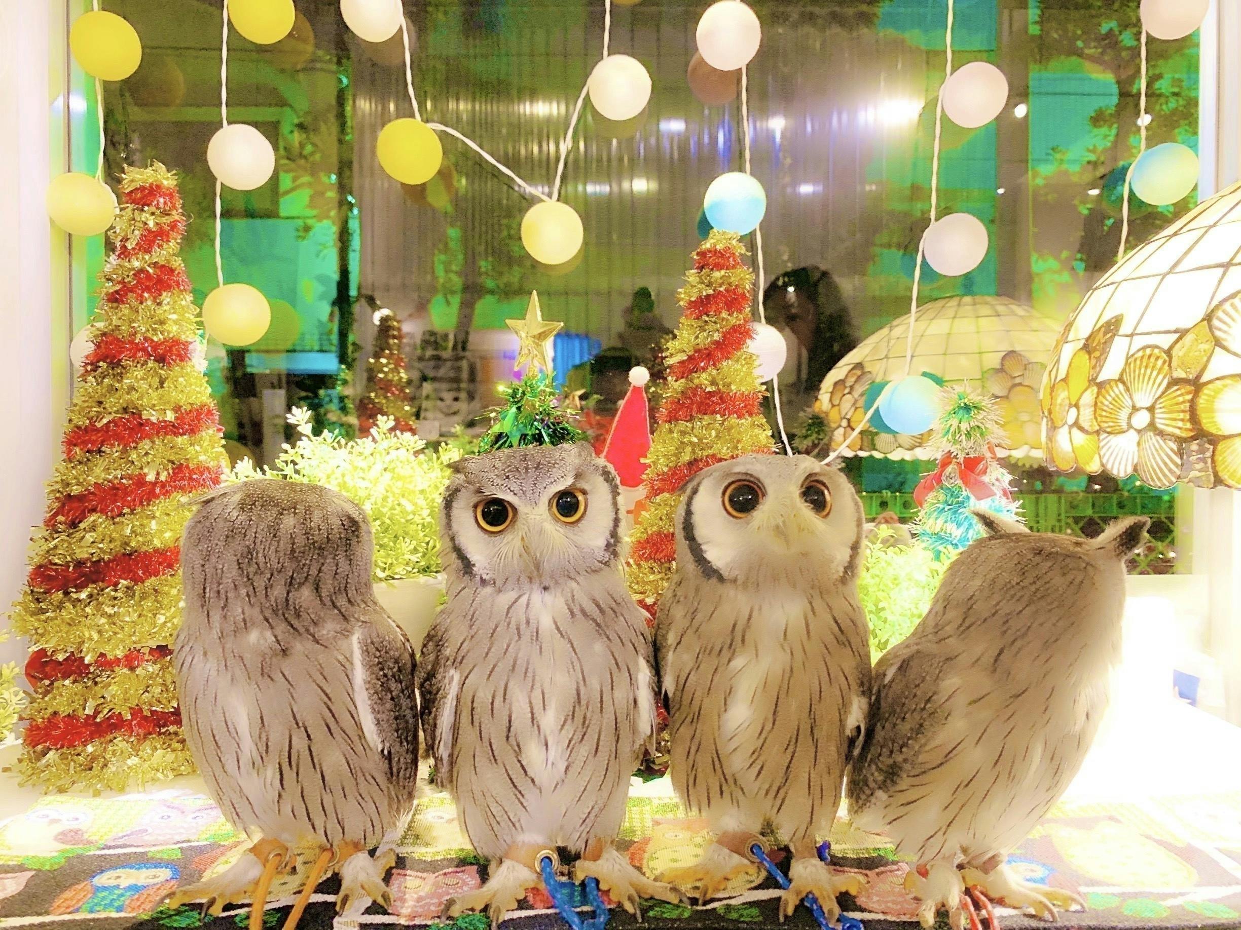 新型コロナで フクロウのみせ 存続の危機 世界初のフクロウカフェ存続支援のお願い Campfire キャンプファイヤー 新型コロナで フクロウのみせ 存続の危機 世界初のフクロウカフェ存続支援のお願い Campfire キャンプファイヤー