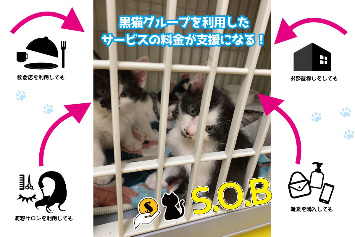 コロナに負けず 新しい保護猫支援の形 を名古屋から全国に広めたい Campfire キャンプファイヤー コロナに負けず 新しい保護猫支援の形 を名古屋から全国に広めたい Campfire キャンプファイヤー