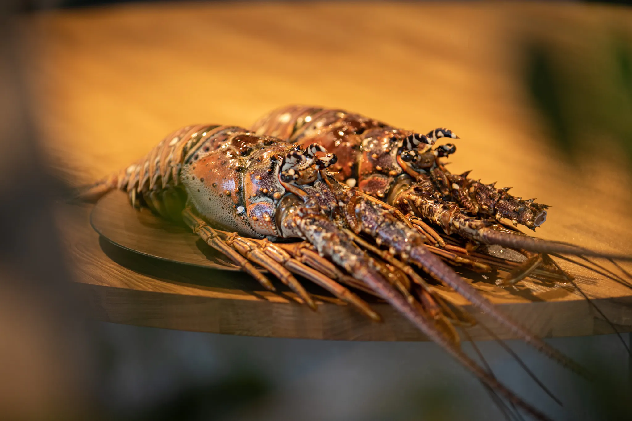 コロナ禍からのチャレンジ 伊勢海老鍋専門店いろは Campfire キャンプファイヤー コロナ禍からのチャレンジ 伊勢海老鍋専門店いろは Campfire キャンプファイヤー